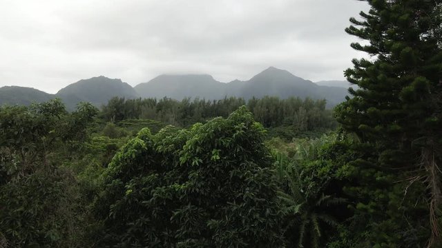 Aerial, view of forest in Hanalei Bay, Hawaii