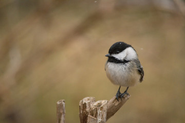 Black-capped Chickadee (Poecile atricapillus) perched in winter