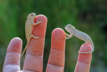 friend