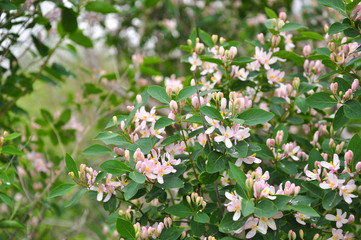 Wild blooming bush of Tatarian Honeysuckle Lonicera tatarica with pink flowers