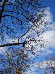 kahle Bäume vor blauem Himmel mit Wolken im Schatten