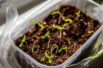  young shoots of plants grow in the ground. growing seedlings at home. microgreen, sprouts