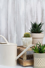 Cactus Succulent House Plants in Pots with Watering Can