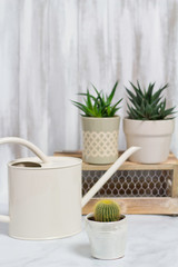 Cactus Succulent House Plants in Pots with Watering Can