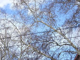 Stromleitung vor kahlen Bäumen und blauem Himmel mit Wolken