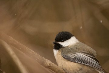 Closeup of a small Black-capped Chickadee (Poecile atricapillus) 