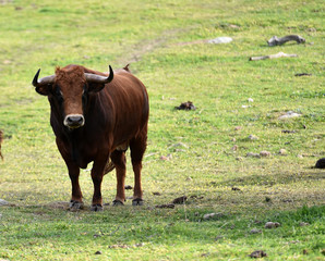 Obraz premium toros en el campo