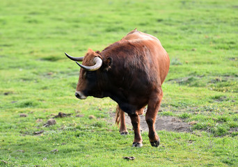 toro en españa