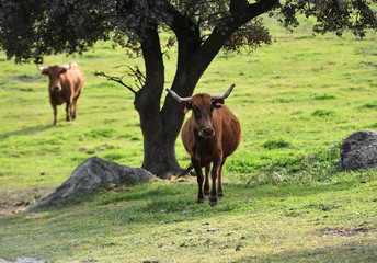 Fototapeta premium toros en el campo