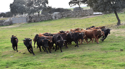 toros en el campo