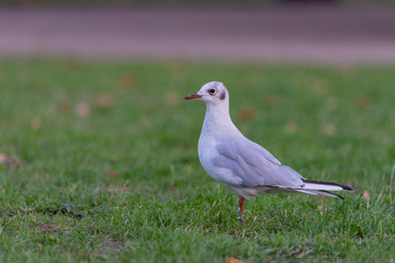 Black-headed Gull (Chroicocephalus ridibundus) standing in the park 