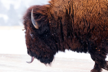 Bison Catching Snowflakes