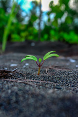 unique little grass, as if smiling