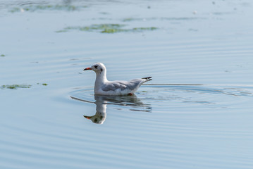 Black-headed Gull (Chroicocephalus ridibundus) swimming in the lake