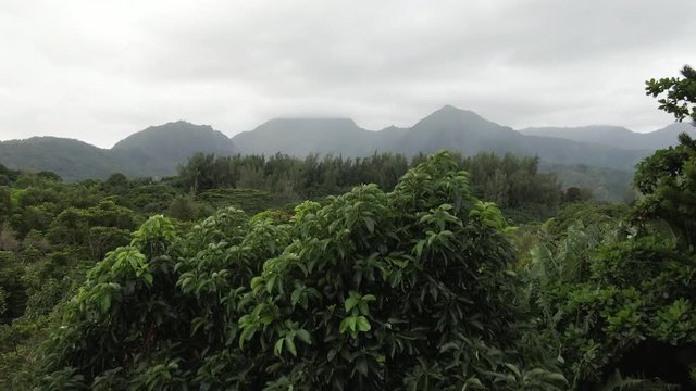 Aerial, forest in Hanalei Bay, Hawaii