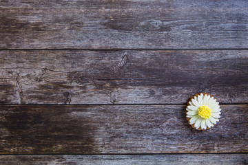Hand painted gingerbread chamomile on wooden background. Top view. Sweet dessert as a gift for women's day on 8 March