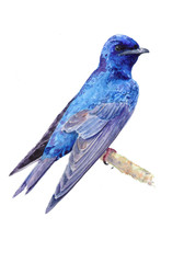 blue swallow on a branch isolated on white background