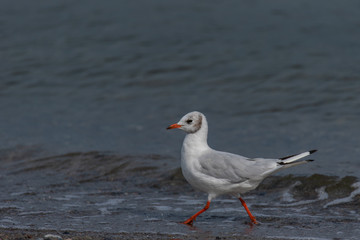 Black-headed Gull (Chroicocephalus ridibundus) running along the beach 