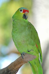 GREEN PARROT
