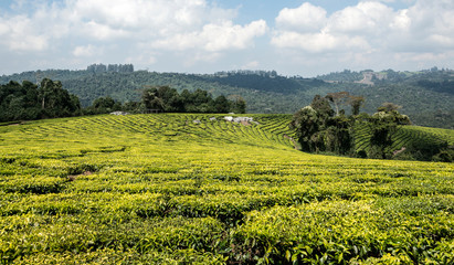 Fototapeta na wymiar Picture of a tea plantation in the Mufindi highlands in South Tanzania, Africa.