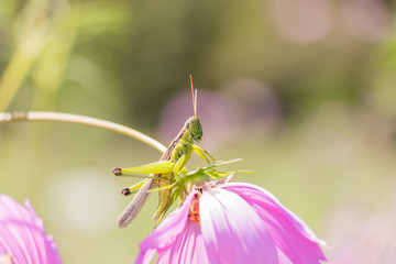 花の上のバッタ