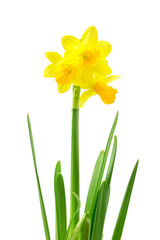 Spring floral border, beautiful fresh daffodils flowers, isolated on white background. Selective focus