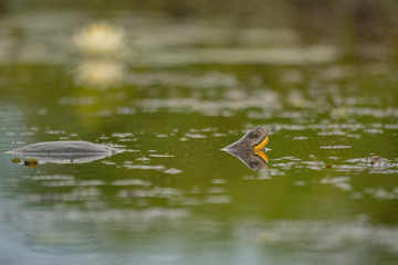 Blanding's turtle (Emydoidea blandingii) in the swamp with a lily in the background