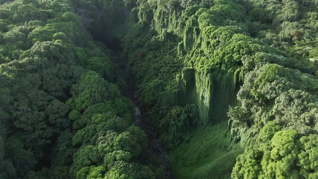 Lush valley at Haleakala National Park in Hana, Hawaii, aerial