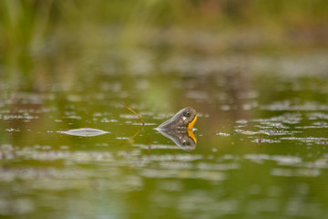 Blanding's turtle (Emydoidea blandingii) in the swamp 