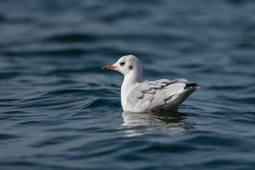 Black-headed Gull (Chroicocephalus ridibundus) swimming on the water