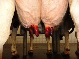 Udder
