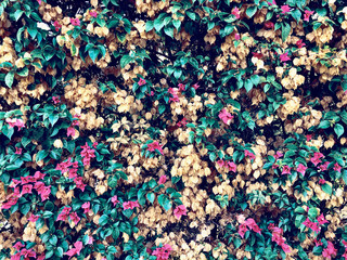 Flowering bushes wall with flowers and greenery as background