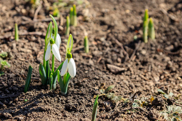 White snowdrop flowers (Galanthus nivalis) on early spring
