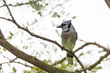 Blue Jay (Cyanocitta cristata) perched in a tree