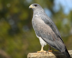 Halcón gris