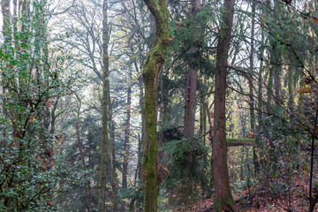 Obraz premium Forest of Trees