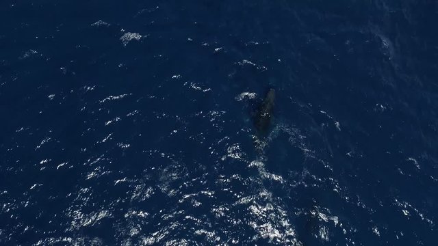Drone zenital image of a group of Humpback Whales recorded in Espírito Santo - Southeast of Brazil. Atlantic Forest Biome.