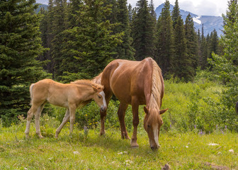 Obraz na płótnie Canvas Wild Horses in Wild Montana