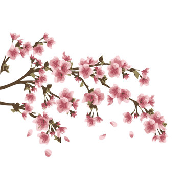 Sakura tree in blossom vector