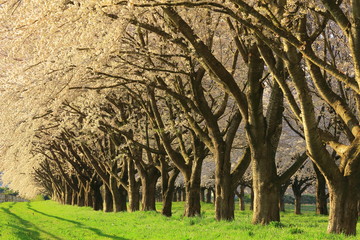 Fototapeta na wymiar 春の桜並木