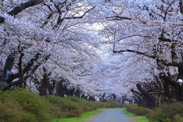 春の桜並木