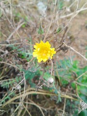 yellow flower in the field