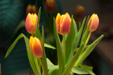Fototapeta premium bouquet of red and yellow tulips