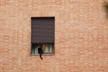 katze