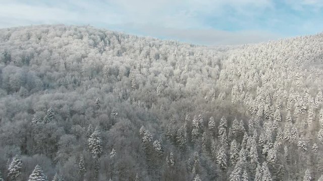 Aerial winter forest view. Drone landscape, fly above.