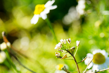 Fototapeta premium chamomile flowers