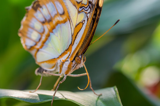 Nature close up of a butterfly malachite on a leaf