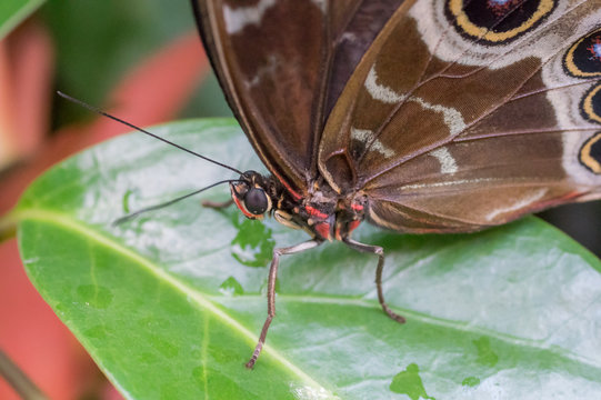 Nature close up of a butterfly blue morpho landing on a flower