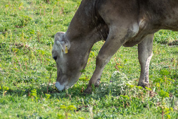Fototapeta premium A cow while grazing