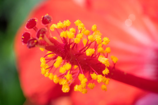 Close up of a flower and pollen with bright color